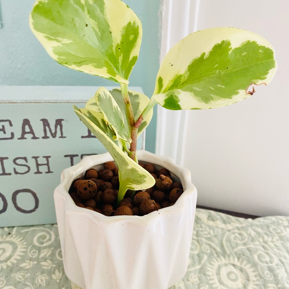 Variegated Pepperomia in LECA & Pot